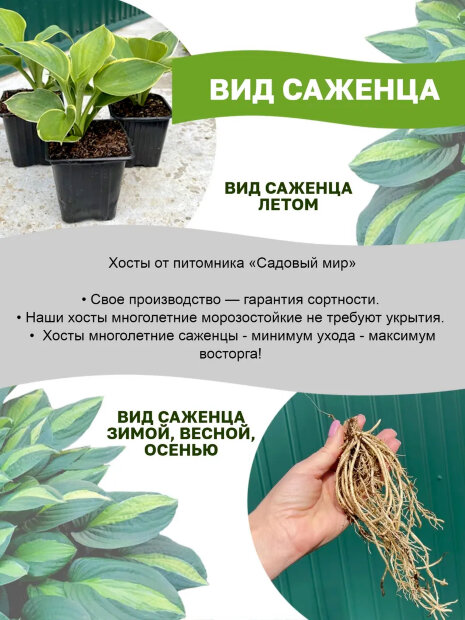 Хоста Самурай