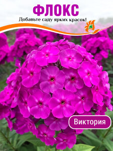 Флокс Виктория 