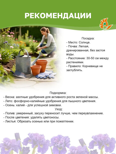 Ирис Найт Кисс (бородатый) 