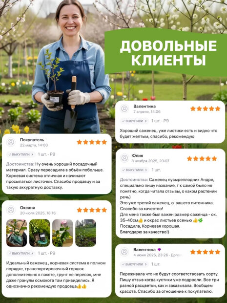 Ирис Найт Кисс (бородатый) 