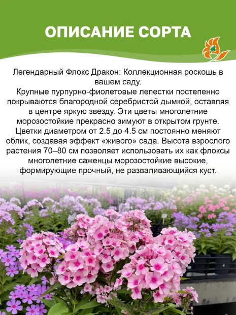 Флокс Дракон