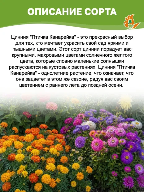 Цинния георгиноцветковая Птичка Канарейка семена