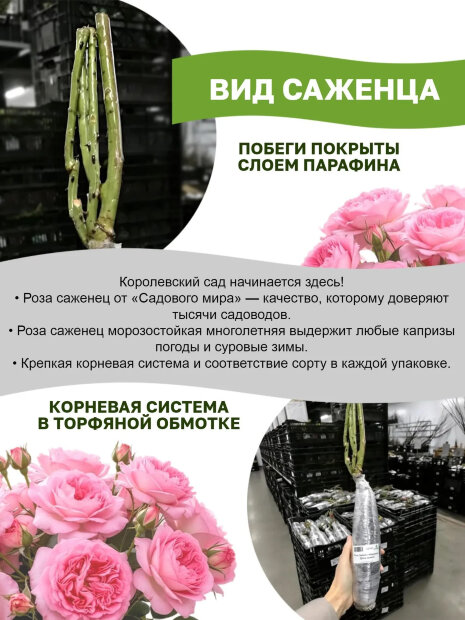 Роза Беатрис 