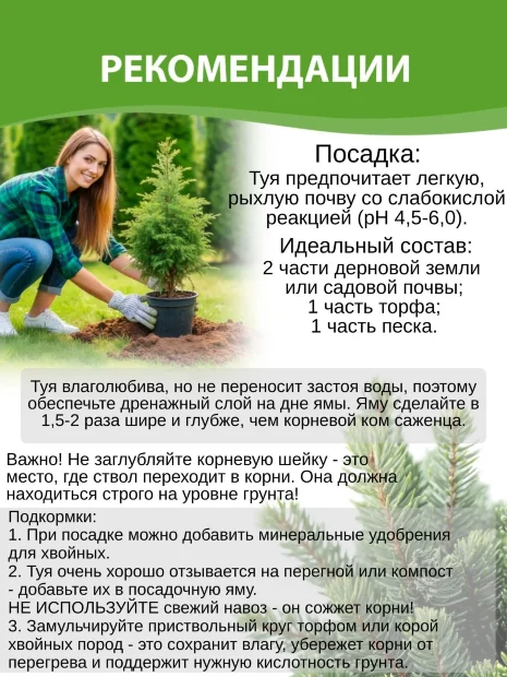 Можжевельник (казацкий)