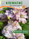 Клематис Инносент Блаш (крупноцветковый)