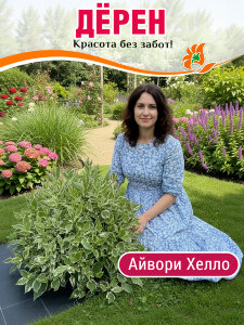 Дерен Айвори Хэлло (белый)