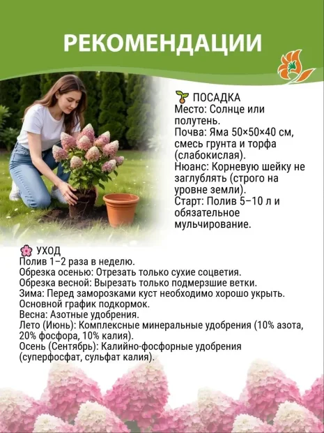 Гортензия Самарская Лидия (метельчатая) саженцы 