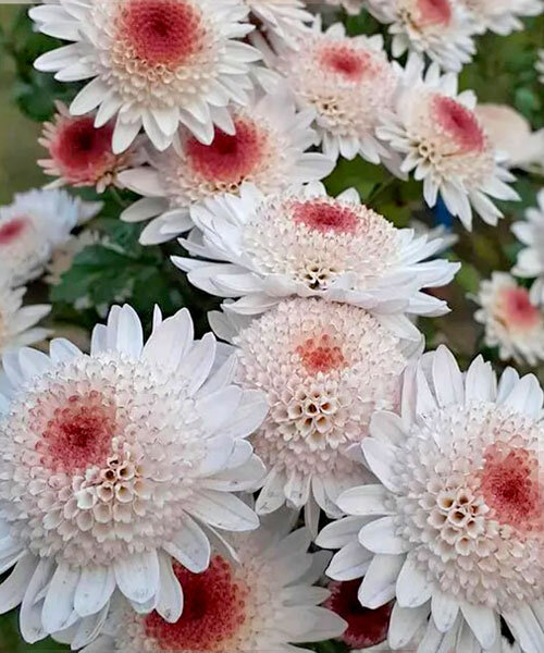 Хризантема Медея (корейская)