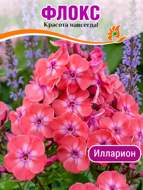 Флокс Илларион