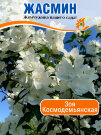 Жасмин Зоя Космодемьянская (Чубушник)