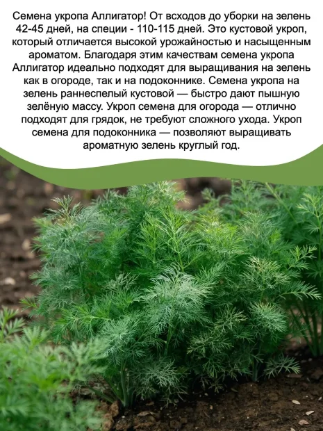 Укроп Аллигатор семена 