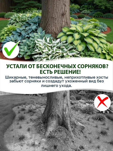 Хоста Риски Бизнес