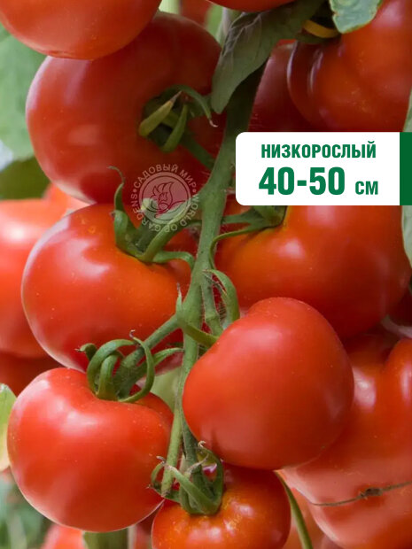 Томат Атаман семена 