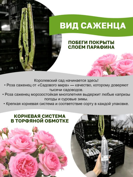 Роза Принцесса Сакура (Сакура)