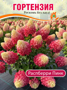 Гортензия Распберри Пинк (метельчатая) Гортензия Распберри Пинк (метельчатая)