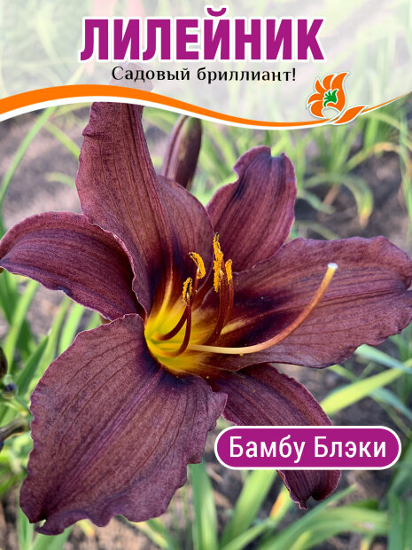 Лилейник Бамбу Блэки