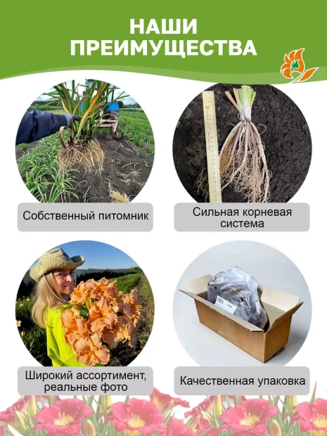 Лилейник Бамбу Блэки