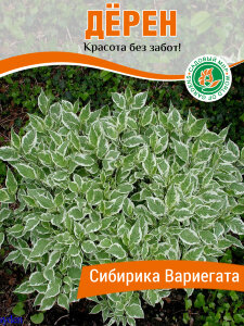 Дерен Сибирика Вариегата (белый)