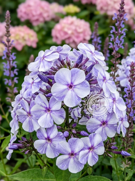 Флокс Гжель