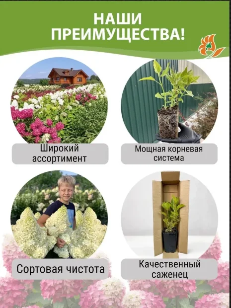 Гортензия Мэджикал Пинкербелл (древовидная) саженцы 