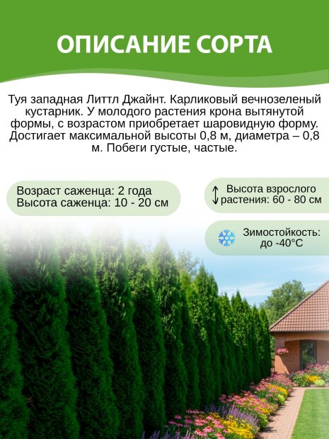 Туя Литтл Джайнт (западная)