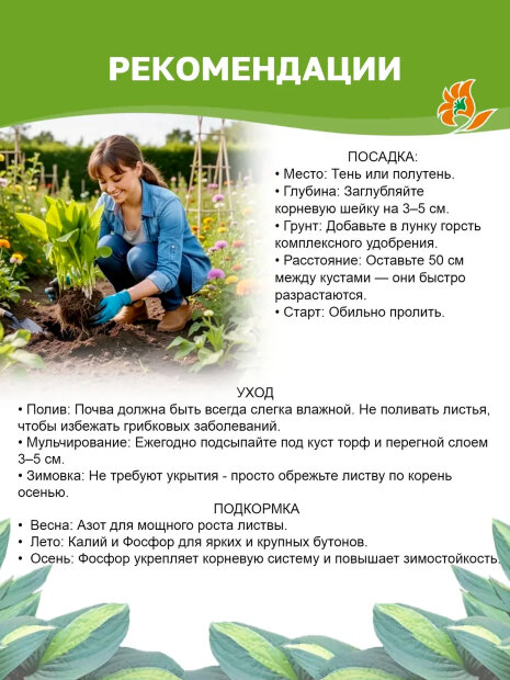 Хоста Колоред Халк (гибридная)