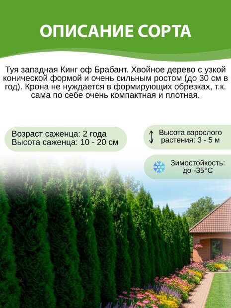 Туя Кинг оф Брабант (западная)