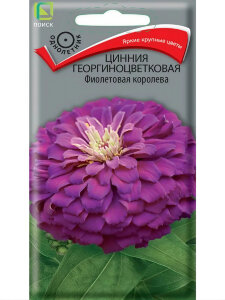 Цинния георгиноцветковая Фиолетовая Королева