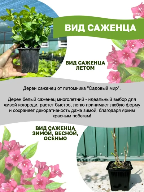 Дерен Гоучалти (белый) саженцы 
