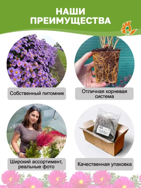 Астра Кассель (кустарниковая) 