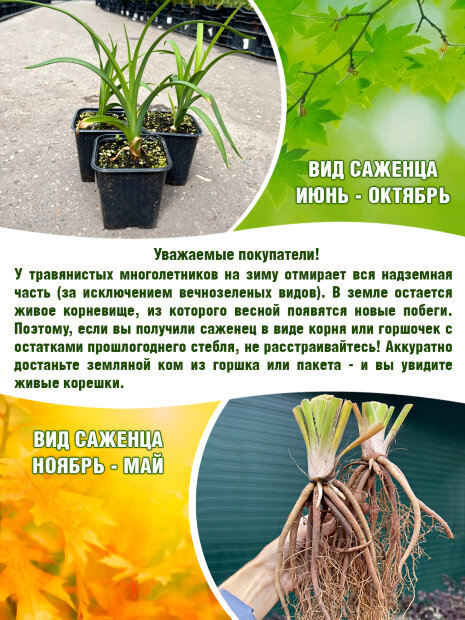 Лилейник Холс Пинк