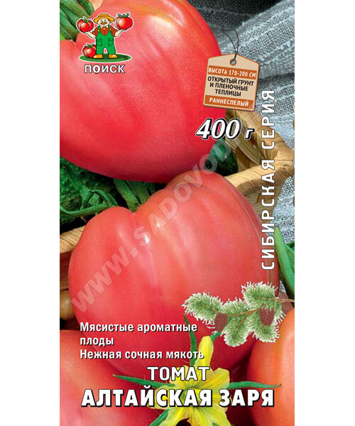 Томат Алтайская Заря 