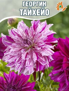 Георгин Тайхейо (крупноцветковый)