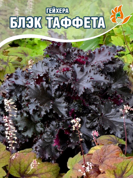 Гейхера Блэк Таффета