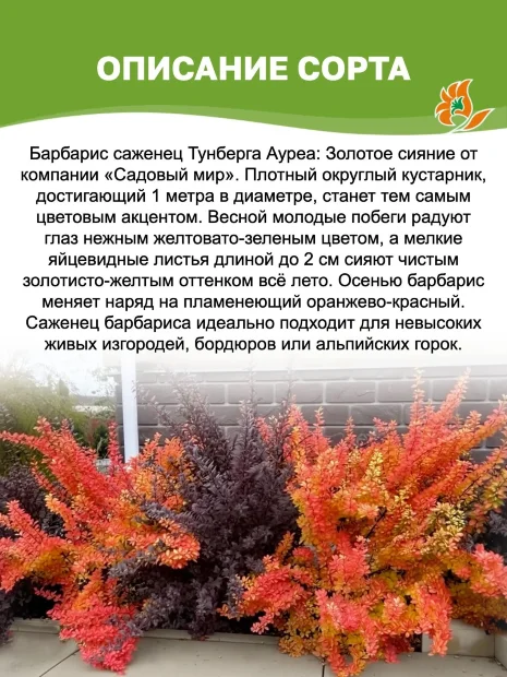 Барбарис Ауреа (Тунберга) саженцы 