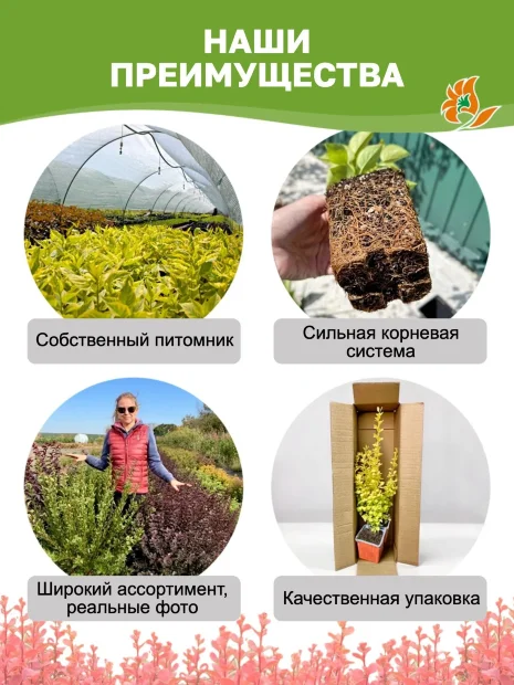 Барбарис Ауреа (Тунберга) саженцы 