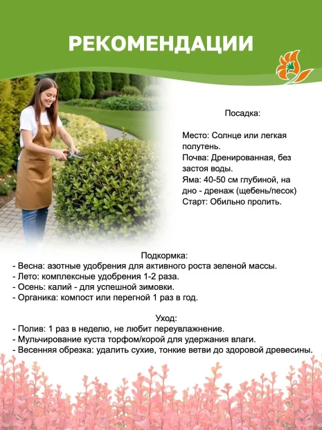Барбарис Ауреа (Тунберга) саженцы 