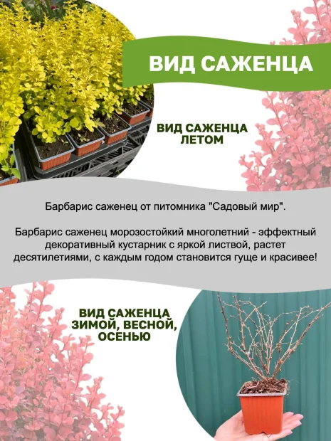Барбарис Ауреа (Тунберга) саженцы 