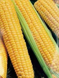 Кукуруза Детская сахарная Кукуруза Детская сахарная