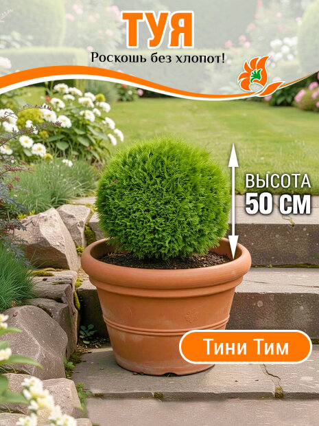 Туя Тини Тим (западная)