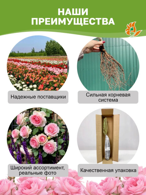 Роза Эмильен Гийо 